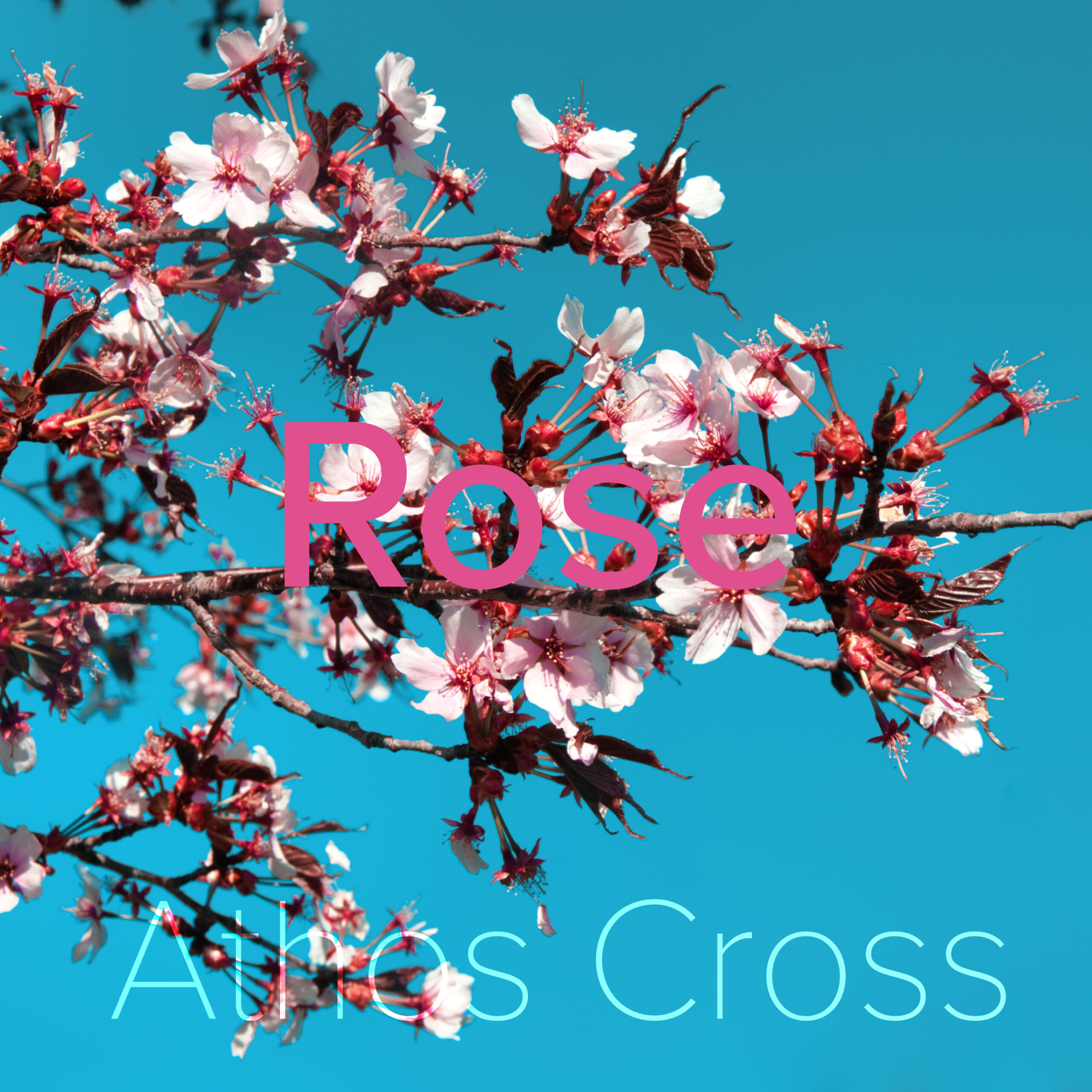 Rose Cover Athos Cross